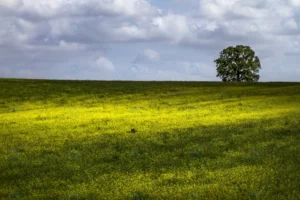 single tree large green field white fluffy clouds crcfba60bf2 size21.69mb 5184x3456 - title:Home - اورچین فایل - format: - sku: - keywords: p_id:18