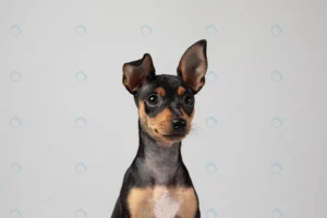 small dog being adorable portrait studio crcd429599c size1.24mb 6144x4096 - title:Home - اورچین فایل - format: - sku: - keywords: p_id:18