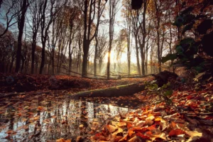 small lake surrounded by leaves trees sunlight fo crc70d21362 size19.90mb 5958x3975 - title:Home - اورچین فایل - format: - sku: - keywords: p_id:18