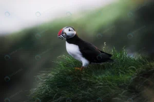 small puffin bird green nature crc7e8242fa size3.75mb 2658x1772 - title:Home - اورچین فایل - format: - sku: - keywords: p_id:18