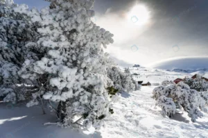 snowed pine treer ski resort sierra nevada crc7f40b57f size16.54mb 6000x4000 - title:Home - اورچین فایل - format: - sku: - keywords: p_id:18