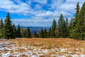 south ural forest with unique landscape vegetation rnd539 frp31486738 - title:Home - اورچین فایل - format: - sku: - keywords: p_id:18