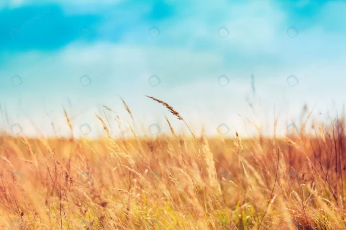 summer grass beautiful day crc7714c2e9 - title:عکس باکیفیت منظره علفزار - اورچین فایل - format:JPG - استوک - sku:crc7714c2e9 - keywords: p_id:59368