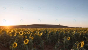 sun shining field with beautiful sunflowers crcab431623 size4.82mb 5914x3327 1 - title:Home - اورچین فایل - format: - sku: - keywords: p_id:18