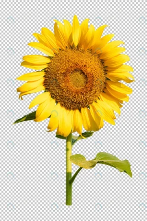 sunflower flower isoleated transparency backgroun crc9f63765e size37.43mb - title:Home - اورچین فایل - format: - sku: - keywords: p_id:18