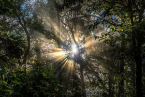 sunlight rays passing through trees rain forest crc18075fc8 size17.28mb 6000x4000 - title:Home - اورچین فایل - format: - sku: - keywords: p_id:18