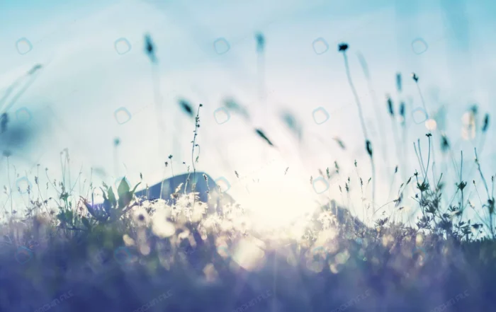 sunny day flowers meadow beautiful natural backgr crc05cb8f83 - title:کلوزآپ شاخ و برگ گل ها در دشت و مرغزار - اورچین فایل - format:JPG - استوک - sku:crc05cb8f83 - keywords: p_id:42237