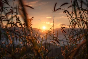 sunrise shining through grass flower mountain fog crc6a7a1ed5 size11.16mb 6010x3999 - title:Home - اورچین فایل - format: - sku: - keywords: p_id:18