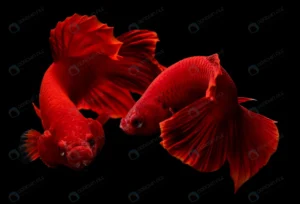 super red betta siamese fighting fish with black crc1368ebc3 size1.5mb 3904x2654 1 - title:Home - اورچین فایل - format: - sku: - keywords: p_id:18