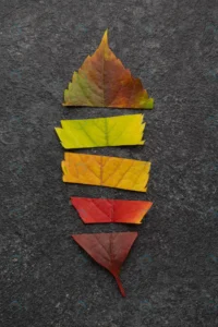 top view lead made different colored leaves crc225b769f size1.66mb 2784x4170 - title:Home - اورچین فایل - format: - sku: - keywords: p_id:18