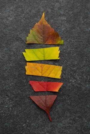 top view lead made different colored leaves crc225b769f size1.66mb 2784x4170 - title:Home - اورچین فایل - format: - sku: - keywords: p_id:18