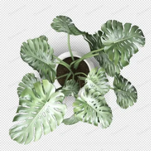 top view monstera plant pot 3d rendering crc585a8aa3 size11.81mb - title:Home - اورچین فایل - format: - sku: - keywords: p_id:18