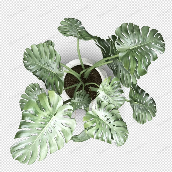 top view monstera plant pot 3d rendering crc585a8aa3 size11.81mb - title:تصویر گلدان گل از نمای تاپ - اورچین فایل - format:PSD - فتوشاپ - sku:crc585a8aa3 - keywords: p_id:98231