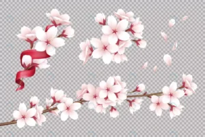 transparent realistic blooming cherry flowers pet crcf588299d size4.63mb - title:Home - اورچین فایل - format: - sku: - keywords: p_id:18