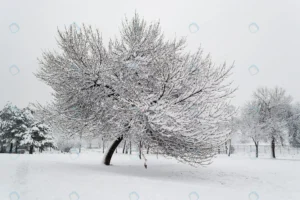 tree park covered snow crcdacba061 size4.04mb 4608x3072 - title:Home - اورچین فایل - format: - sku: - keywords: p_id:18