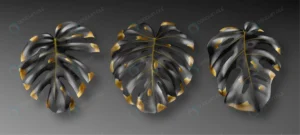 tropical black gold monstera leaves crc2e5d025e size9.62mb - title:Home - اورچین فایل - format: - sku: - keywords: p_id:18