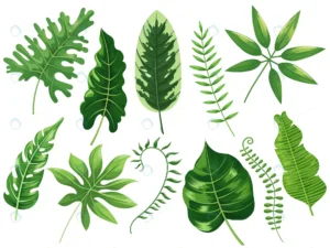 tropical leaves exotic tropic leaf botanic rainfo crca72419cb size5.86mb - title:Home - اورچین فایل - format: - sku: - keywords: p_id:18