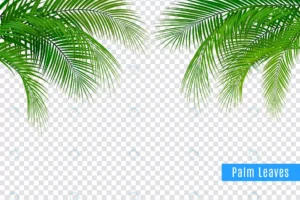 tropical leaves palm branch realistic frame compo crc37994f1f size17.72mb - title:Home - اورچین فایل - format: - sku: - keywords: p_id:18