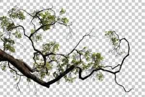 tropical tree leaves branch foreground crc64802dca size56.55mb - title:Home - اورچین فایل - format: - sku: - keywords: p_id:18