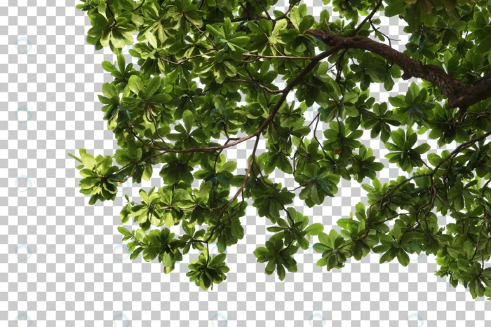 tropical tree leaves branch foreground 2 crc9fb52a8f size64.84mb - title:رندر شاخه درخت پر برگ بدون بکگراند - اورچین فایل - format:PSD - فتوشاپ - sku:crc9fb52a8f - keywords: p_id:55254