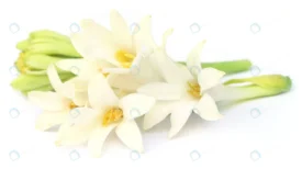 tuberose rajnigandha southeast asia white backgro crc21e7fed1 size3.15mb 5528x3096 - title:Home Main - اورچین فایل - format: - sku: - keywords: p_id:18