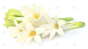 tuberose rajnigandha southeast asia white backgro crc21e7fed1 size3.15mb 5528x3096 - title:Home - اورچین فایل - format: - sku: - keywords: p_id:18