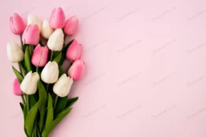 tulips bouquet on pink background with copyspace crc6079c3ff size9.35mb 5472x3648 - title:Home - اورچین فایل - format: - sku: - keywords: p_id:18