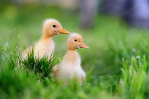 two little yellow duckling green grass crc6f81b7ae size10.93mb 6000x4004 1 - title:Home - اورچین فایل - format: - sku: - keywords: p_id:18