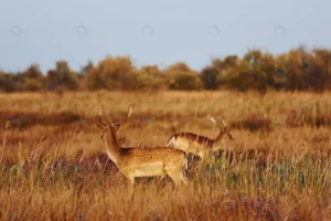 two young deers walks outdoors field daytime toge crcef91b6a8 size8.62mb 4933x3288 - title:Home - اورچین فایل - format: - sku: - keywords: p_id:18