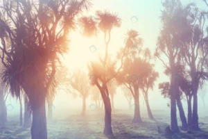 unusual native cabbage trees misty morning crc6797ece3 size18.52mb 5760x3840 - title:Home - اورچین فایل - format: - sku: - keywords: p_id:18