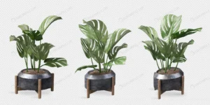 various angles monstera plant pot 3d rendering crc0e026add size16.06mb - title:Home - اورچین فایل - format: - sku: - keywords: p_id:18