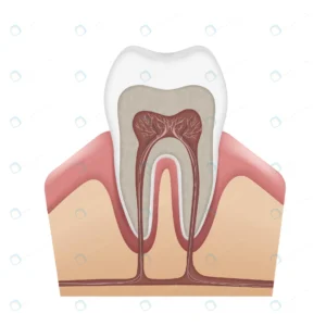 vector human tooth anatomy enamel dentin pulp gum crc5829ff53 size1.93mb - title:Home - اورچین فایل - format: - sku: - keywords: p_id:18