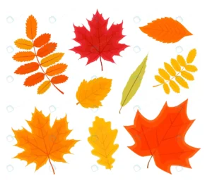 vector illustration autumn forest leaves set isol crcfc14a97c size1.84mb - title:Home - اورچین فایل - format: - sku: - keywords: p_id:18