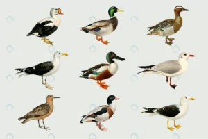 vector mixed birds hand drawn ducks set crc02d79b2f size10.51mb - title:Home - اورچین فایل - format: - sku: - keywords: p_id:18