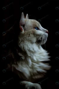 vertical closeup shot fat white cat looking right crc776fe9ba size9.19mb 3648x5472 1 - title:Home - اورچین فایل - format: - sku: - keywords: p_id:18