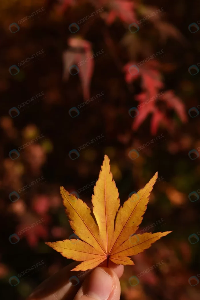 vertical closeup shot person holding japanese map crcb3995200 - title:عکس با کیفیت برگ پاییزی - اورچین فایل - format:JPG - استوک - sku:crcb3995200 - keywords: p_id:62688