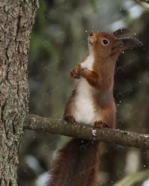 vertical closuep shot cute little squirrel sittin crc33e3b0cc size4.36mb 2102x2628 - title:Home - اورچین فایل - format: - sku: - keywords: p_id:18