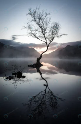 vertical shot leafless tree s reflection lake sur crca29fd828 size4.71mb 2813x4308 - title:Home Main - اورچین فایل - format: - sku: - keywords: p_id:18