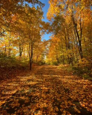 vertical shot pathway forest autumn crc200b7dad size15.35mb 3024x3780 1 - title:Home - اورچین فایل - format: - sku: - keywords: p_id:18