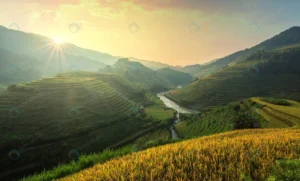 vietnam rice fields prepare harvest northwest vie crc79823285 size16.81mb 7342x4437 - title:Home - اورچین فایل - format: - sku: - keywords: p_id:18