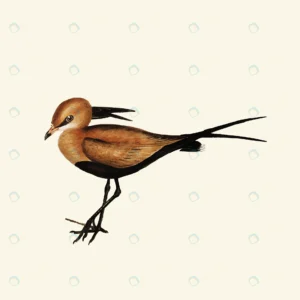 vintage hand drawn vector realistic bird crc130ae5f5 size1.50mb 1 - title:Home - اورچین فایل - format: - sku: - keywords: p_id:18