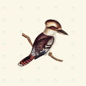 vintage hand drawn vector realistic bird crcb155e108 size9.88mb 1 - title:Home - اورچین فایل - format: - sku: - keywords: p_id:18