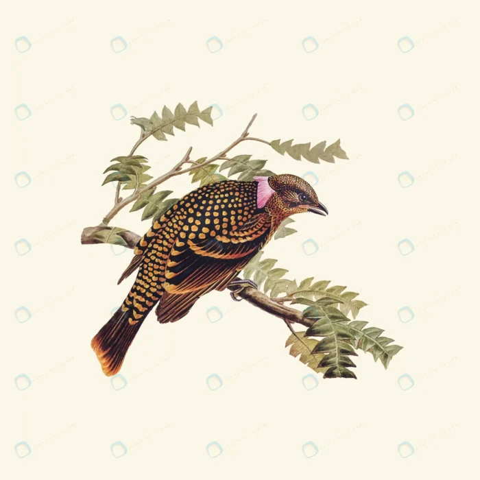 vintage hand drawn vector realistic bird 2 2 crcef072362 size9.93mb 1 - title:وکتور نقاشی پرنده زیبا و خاص - اورچین فایل - format:EPS - وکتور - sku:crcef072362 - keywords: p_id:49807