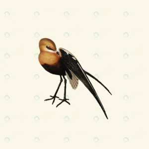 vintage hand drawn vector realistic bird 2 crc69bcfcdc size1.45mb 1 - title:Home - اورچین فایل - format: - sku: - keywords: p_id:18