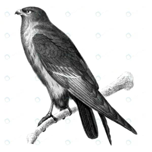 vintage illustrations red footed falcon crcb3123902 size32.26mb - title:Home - اورچین فایل - format: - sku: - keywords: p_id:18