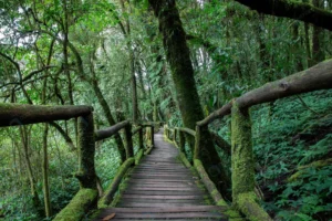 walkway rainy forest crc218cd38e size18.05mb 5472x3648 - title:Home - اورچین فایل - format: - sku: - keywords: p_id:18