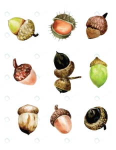 watercolor drawing set with acorns autumn set with rnd468 frp27362138 - title:Home - اورچین فایل - format: - sku: - keywords: p_id:18