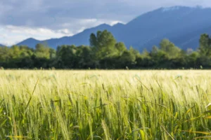 wheat field with trees mountains ticino switzerla crcb692cd95 size16.95mb 6016x4016 - title:Home - اورچین فایل - format: - sku: - keywords: p_id:18