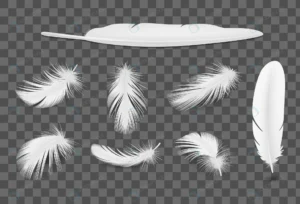 white bird feathers transparent realistic set iso crcdec5c677 size0.78mb 1 - title:Home - اورچین فایل - format: - sku: - keywords: p_id:18