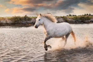 white horses are running water beach crc4ccdd032 size24.02mb 7360x4912 1 - title:Home - اورچین فایل - format: - sku: - keywords: p_id:18